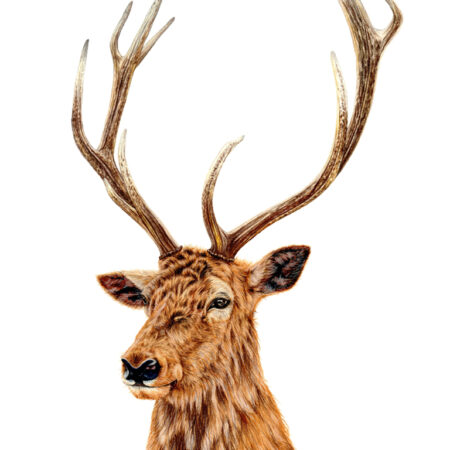 DEER #1