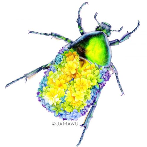 FLOWER BEETLE