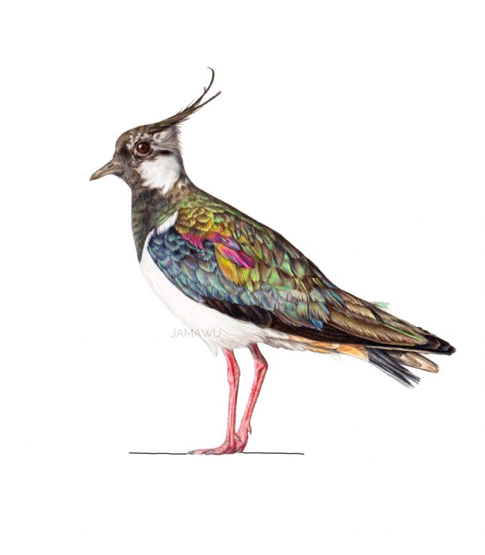 LAPWING