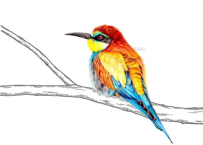 BEE EATER